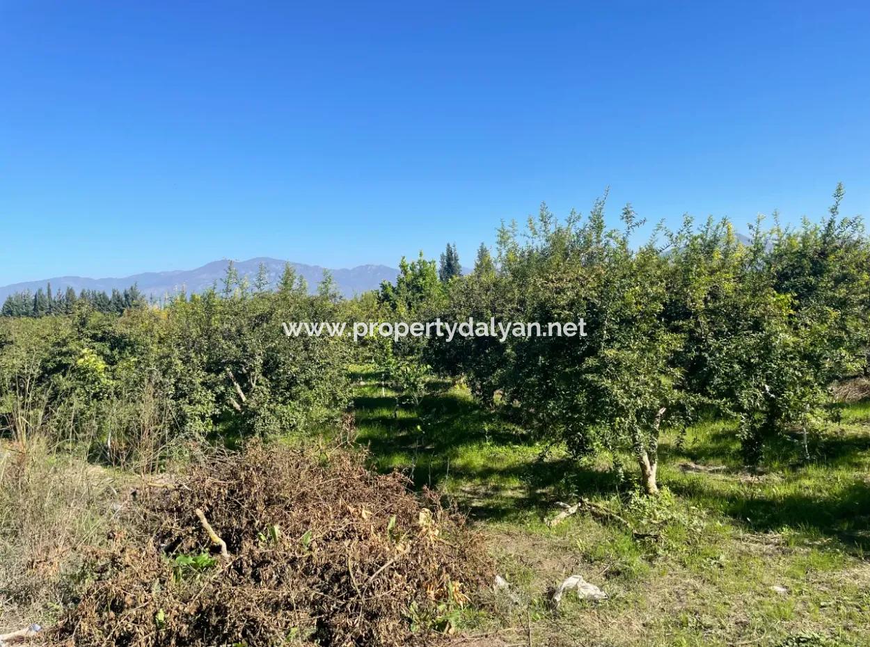Dalyan'da Satılık 2223M2 Tarla