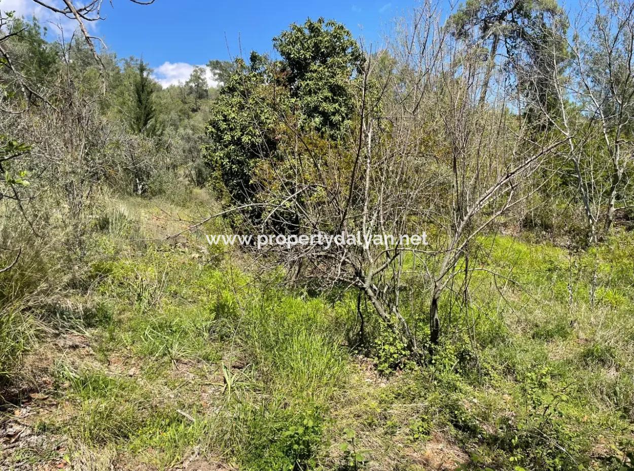 Zeytinalanın'da 5650M2 Tarla İçinde Satılık Köy Evi