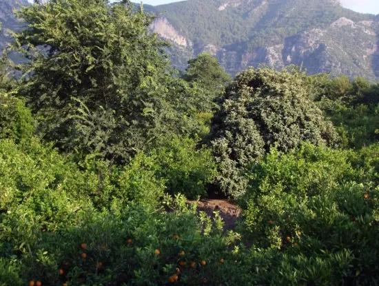 Dalyan Satılık Arsa Dalyan Merkeze Yakın 987M2 Satılık Arsa