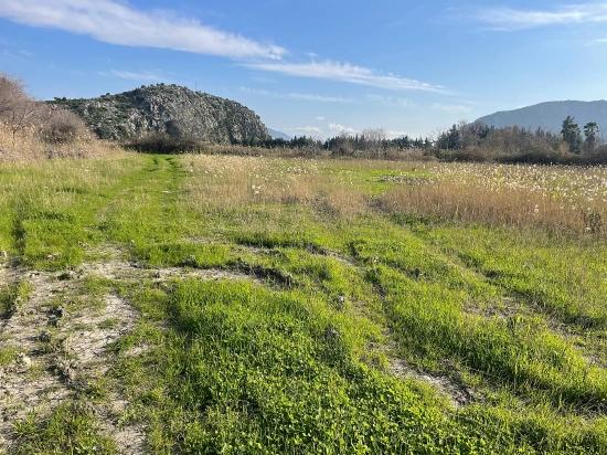 Dalyan'da 6800 M2 %5 Konut İmarlı Satılık Arsa